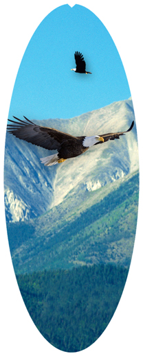 DNSA18-130 Soaring Eagle Im Free